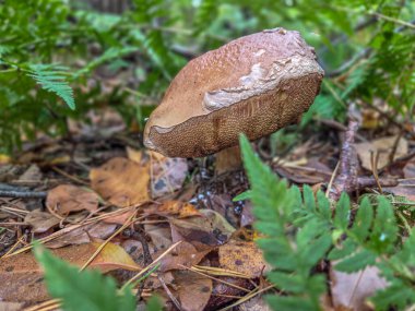 Polonya ormanlarında sonbahar mantarları.
