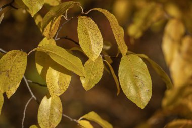 Dalların üzerinde renkli ağaç yaprakları.