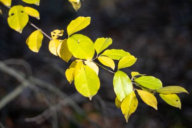 Dallarda renkli ağaç yaprakları.