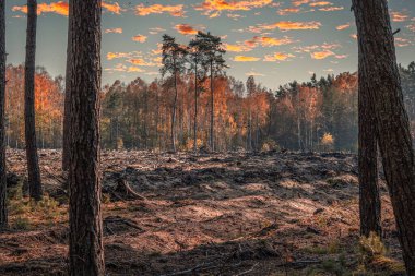 Arkaplanı bulanık renkli sonbahar yaprakları.