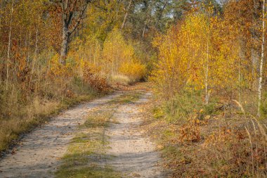 Arkaplanı bulanık renkli sonbahar yaprakları.
