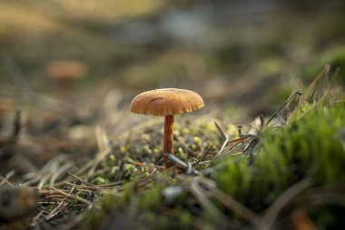 Polonya ormanlarında sonbahar mantarları.