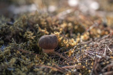 Polonya ormanlarında sonbahar mantarları.