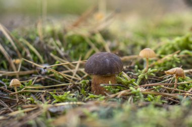 Polonya ormanlarında sonbahar mantarları.