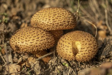 Polonya ormanlarında sonbahar mantarları.