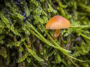 Polonya ormanlarında sonbahar mantarları.