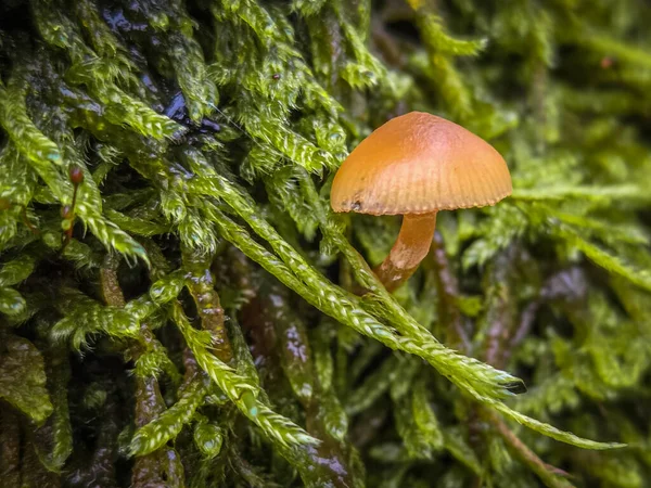 Polonya ormanlarında sonbahar mantarları.