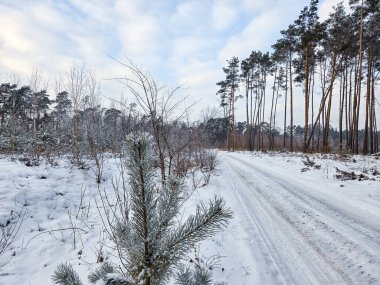 Polonya 'nın küçük Grabia Nehri üzerinde kış ve kar.