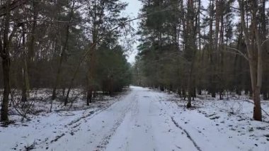 Kışın orman yolunda bir yürüyüş..