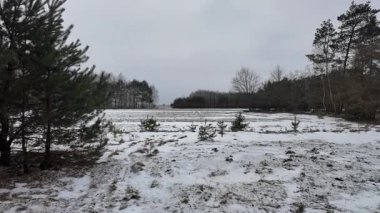 Kışın orman yolunda bir yürüyüş..