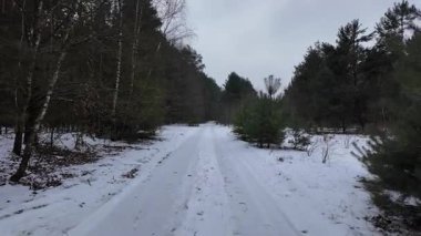 Kışın orman yolunda bir yürüyüş..