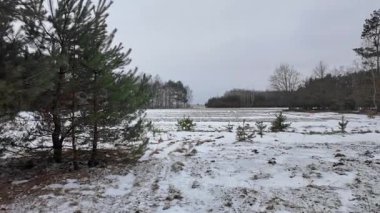 Kışın orman yolunda bir yürüyüş..