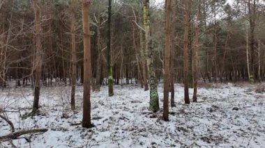 Kışın orman yolunda bir yürüyüş..