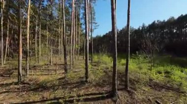 Polonya 'da 213 alçaktan uçan orman.