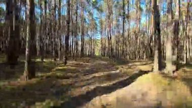 Polonya 'da 213 alçaktan uçan orman.