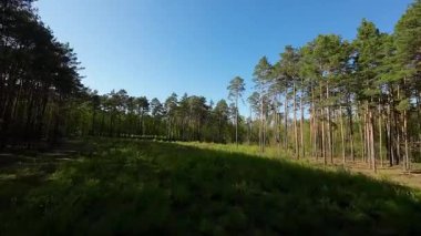 Polonya 'da 213 alçaktan uçan orman.