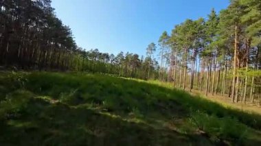 Kar ormanlarında alçaktan uçuyor, Polonya.