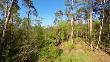 Kar ormanlarında alçaktan uçuyor, Polonya.