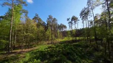 Kar ormanlarında alçaktan uçuyor, Polonya.