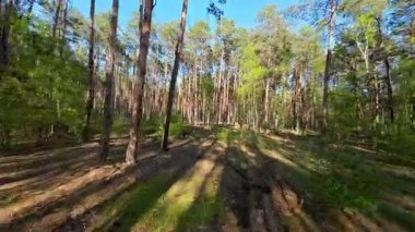 Kar ormanlarında alçaktan uçuyor, Polonya.