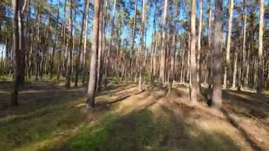 Kar ormanlarında alçaktan uçuyor, Polonya.