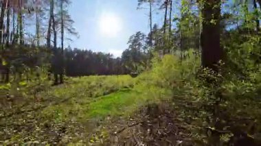 Kar ormanlarında alçaktan uçuyor, Polonya.