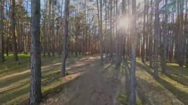 Kar ormanlarında alçaktan uçuyor, Polonya.