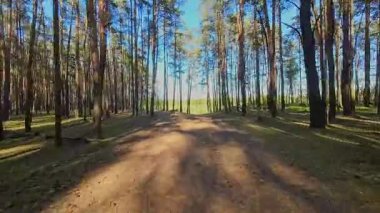 Kar ormanlarında alçaktan uçuyor, Polonya.