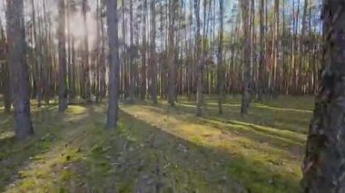 Kar ormanlarında alçaktan uçuyor, Polonya.