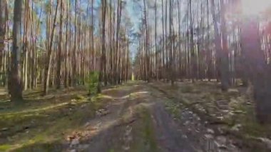 Kar ormanlarında alçaktan uçuyor, Polonya.