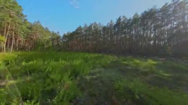 Kar ormanlarında alçaktan uçuyor, Polonya.