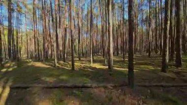 Kar ormanlarında alçaktan uçuyor, Polonya.