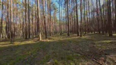 Kar ormanlarında alçaktan uçuyor, Polonya.