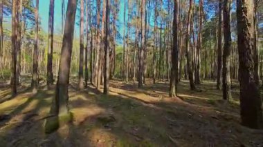 Kar ormanlarında alçaktan uçuyor, Polonya.