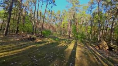 Kar ormanlarında alçaktan uçuyor, Polonya.