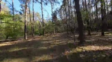 Bir FPV insansız hava aracının gözlerinden ormana bahar geldi..