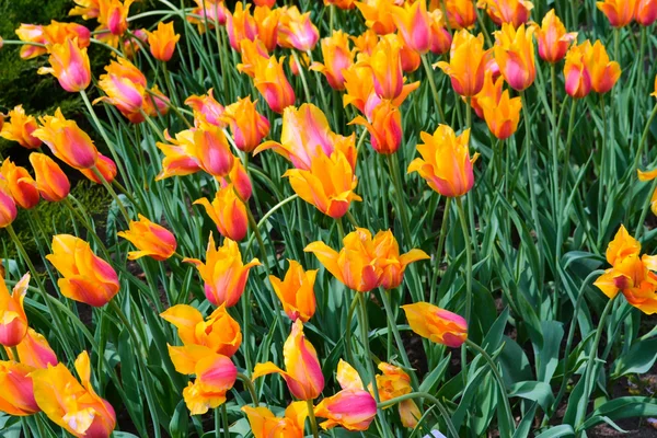 Turuncu indirim laleler