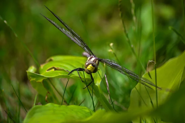 Libélula en la naturaleza — Foto de Stock