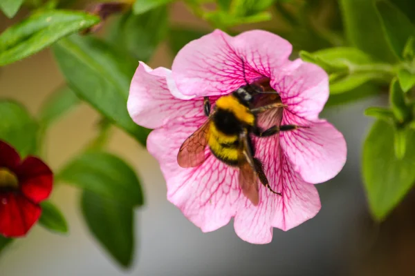 Bumblebee em uma flor rosa — Fotografia de Stock