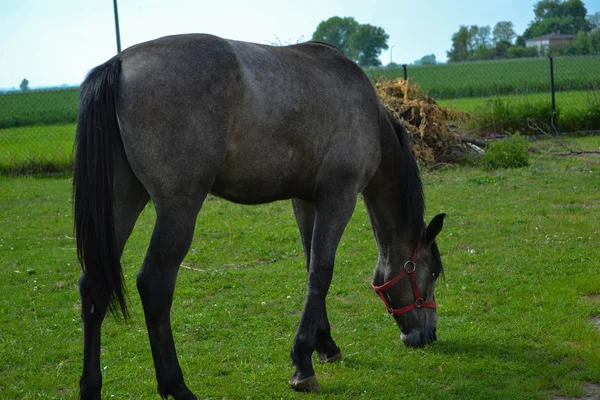 Horse behind the fence