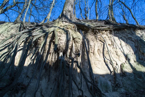 Дерева в ущелині — стокове фото