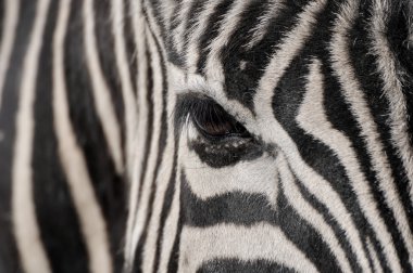 Zebra göz portre