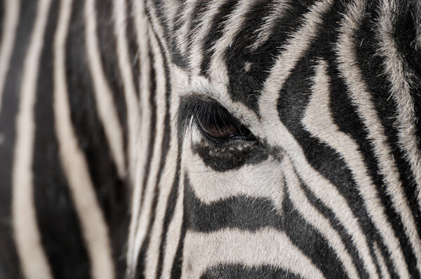 Zebra eye closeup