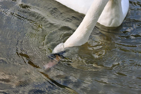 Cisne bajo el agua — Foto de Stock