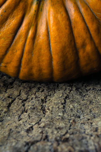 Pumpa på nära håll på bark av cork tree — Stockfoto