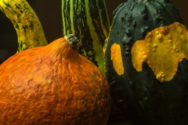 Renkli kabaklar dekorasyon