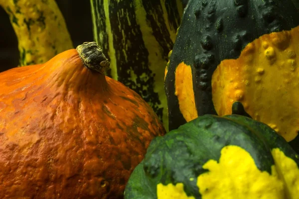 Colorful pumpkins decoration — Stock Photo, Image