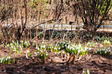 İlk bahar çiçekleri