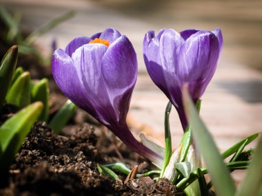 İlk bahar çiçekleri