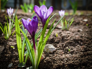 İlk bahar çiçekleri